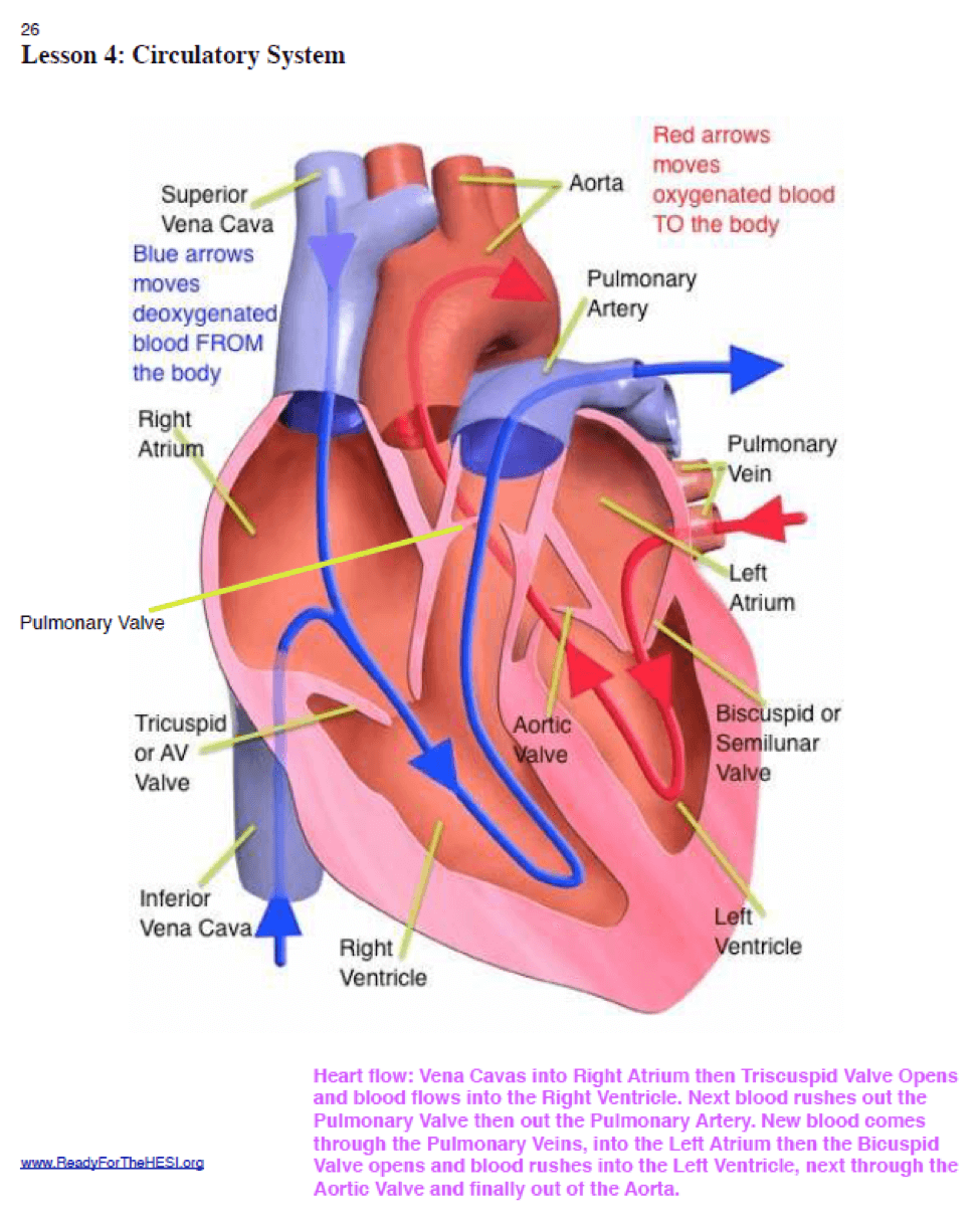 chapter-10-anatomy-and-physiology-answer-key