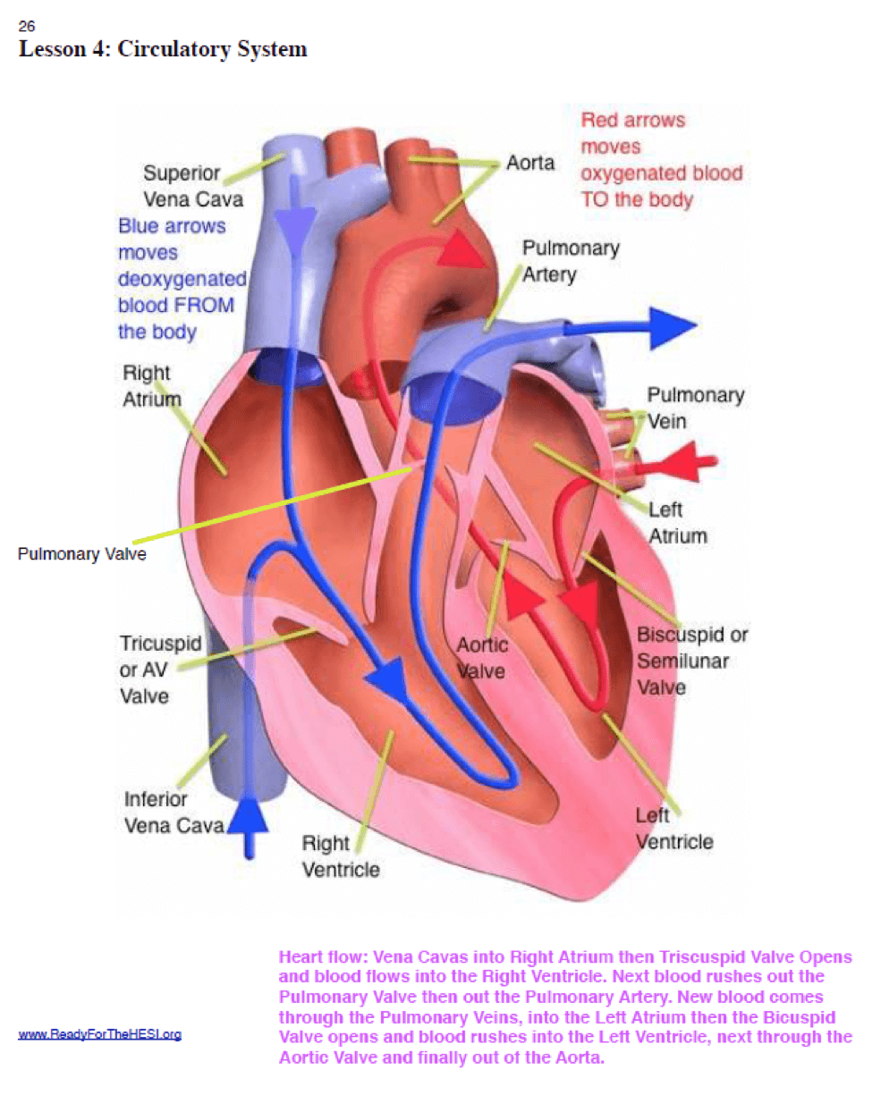 The Ultimate Guide to Scoring High on the HESI A2 Anatomy and