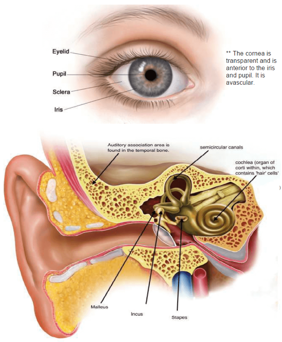 The Reproductive System - Biology Questions