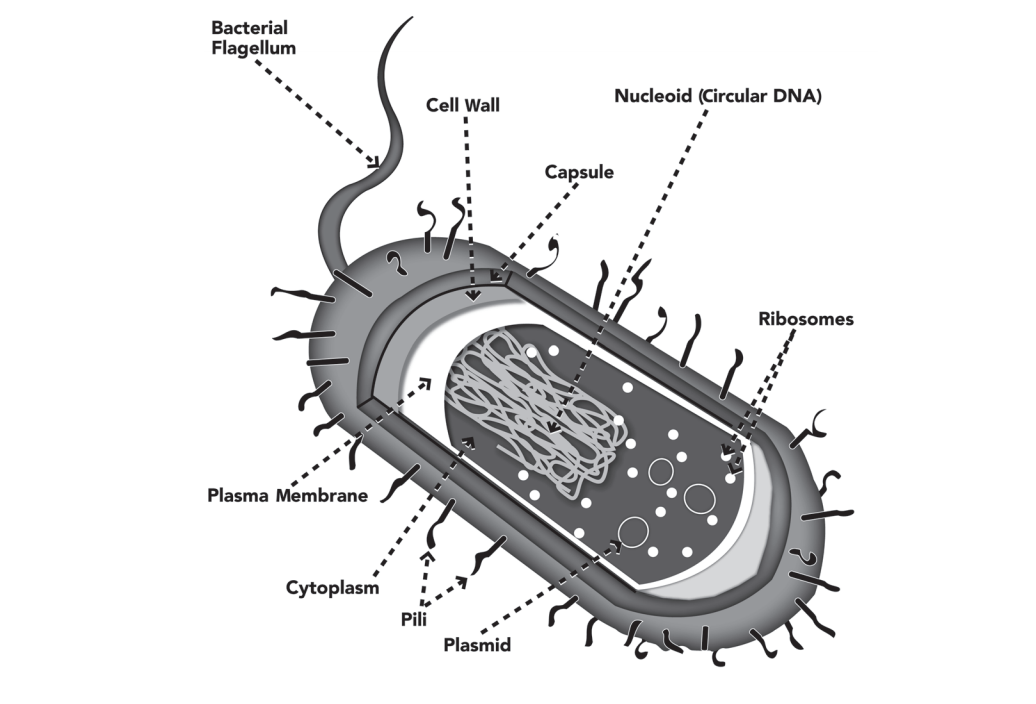 Prokaryotic Cell With Labels 16 Images - Review For Cell Test ...