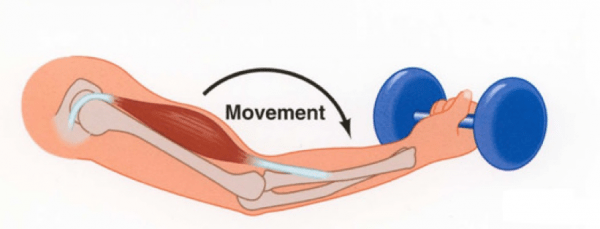 eccentric contraction