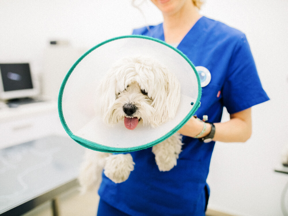 A veterinarian holds a small dog with a soft cone around its neck in a medical room.