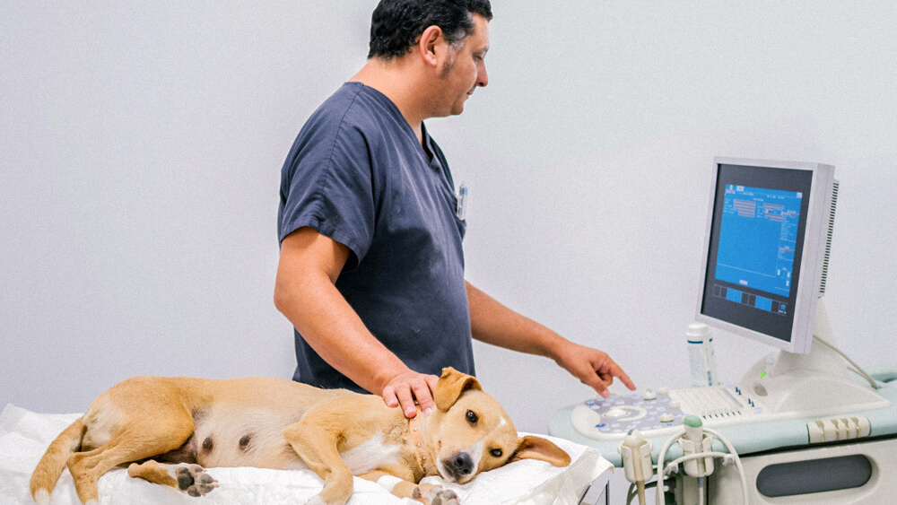 A veterinarian monitors and performs tests on a dog.