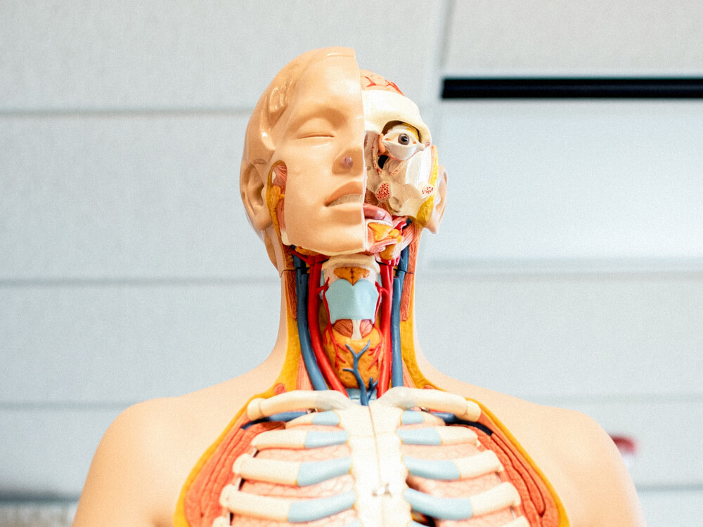 An educational dummy that shows the body parts underneath the skin.