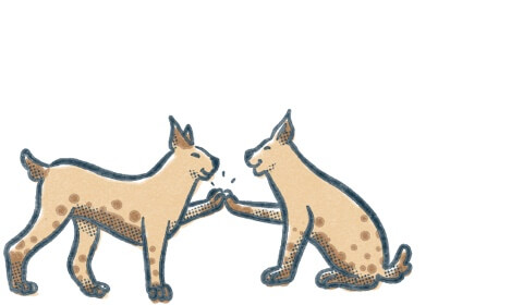 Two lynx high five each other. Illustration.