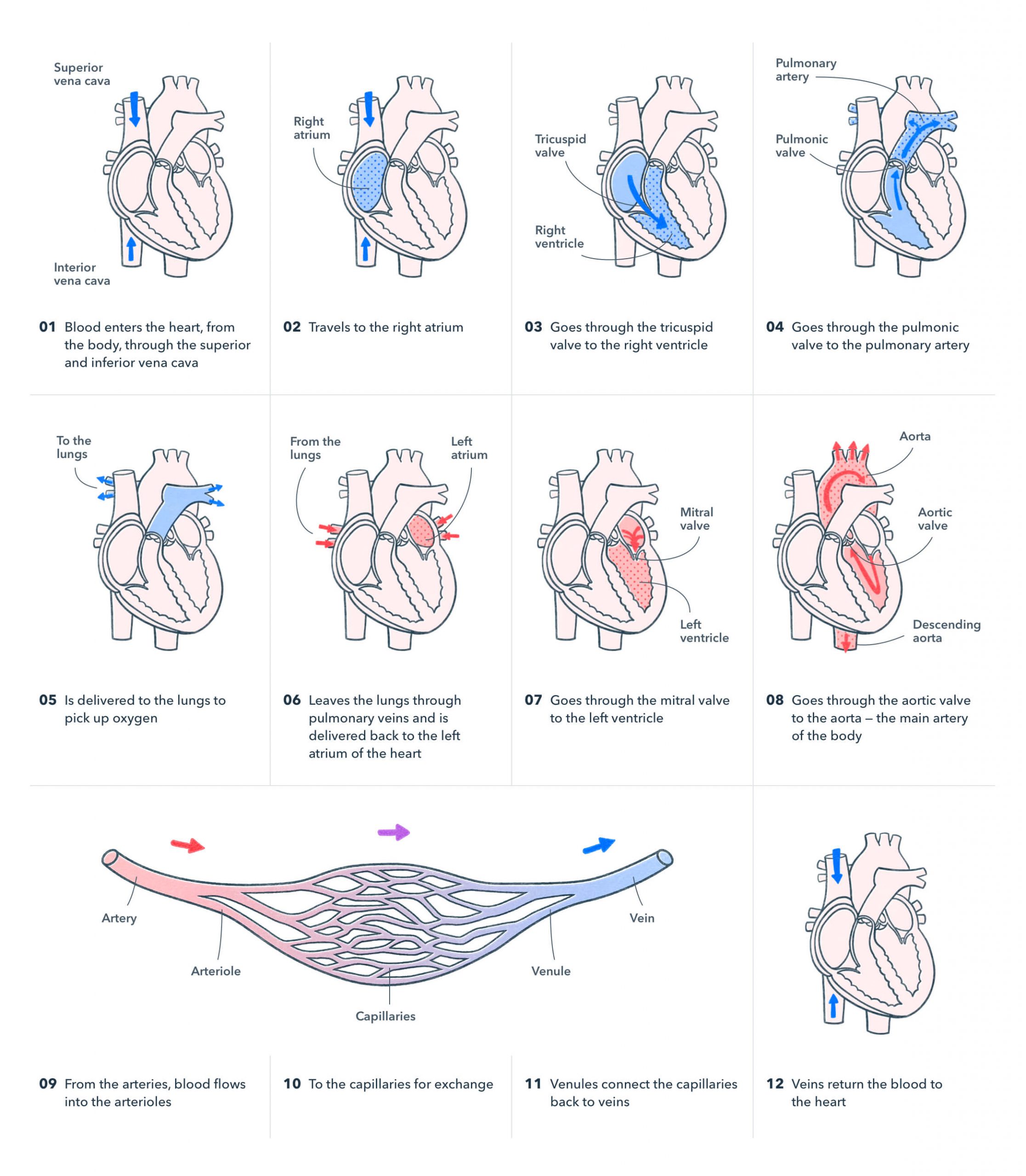 Basic A&P Labelling Human Heart Quiz