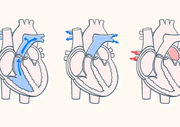 Diagram of how blood comes in and out of a human heart. Illustration.