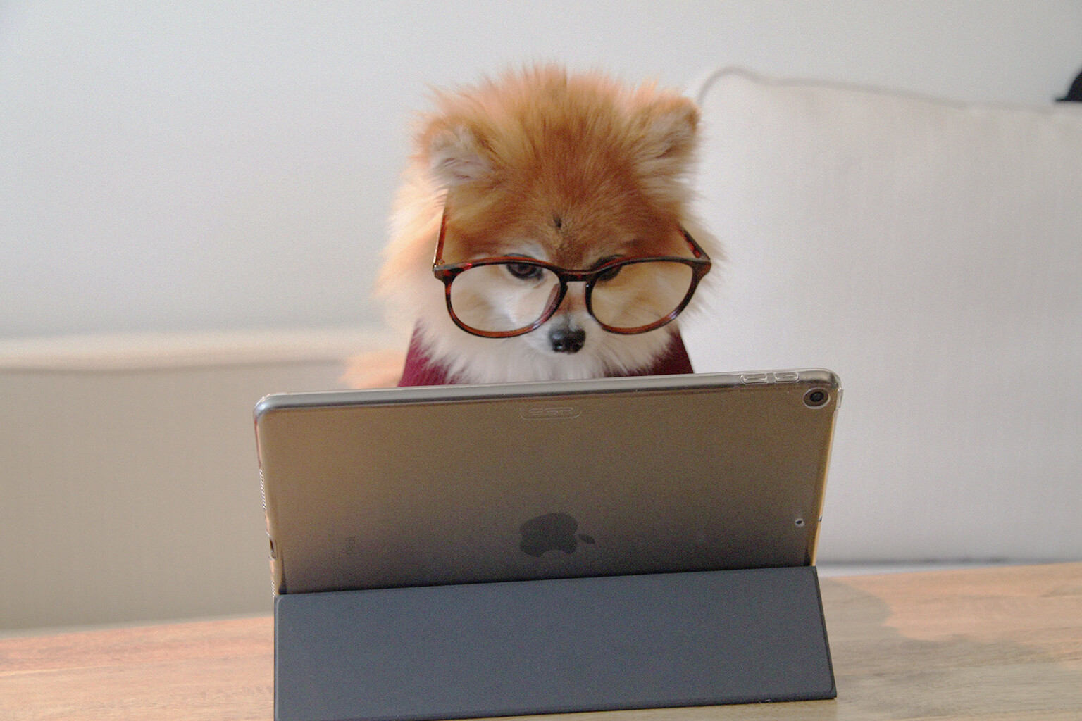 Pomeranian dog wearing glasses looking at a tablet screen.