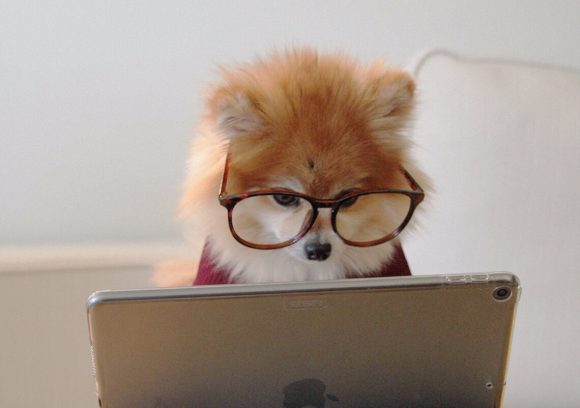 Pomeranian dog wearing glasses looking at a tablet screen.