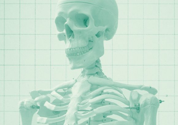 Upper torso and head of a skeleton model.