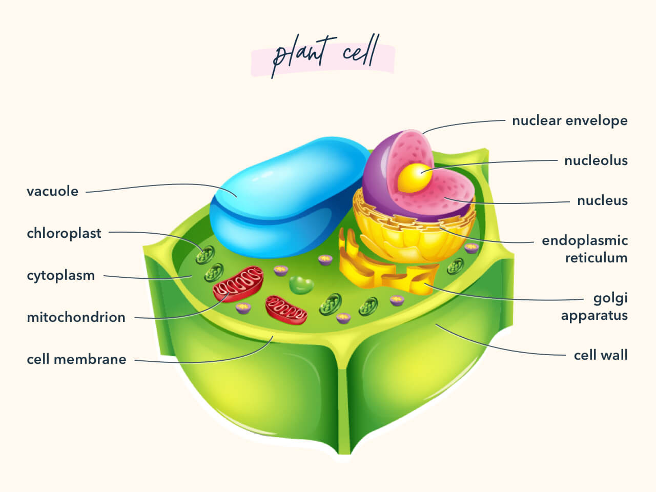 Diagram showing the components of a plan cell.