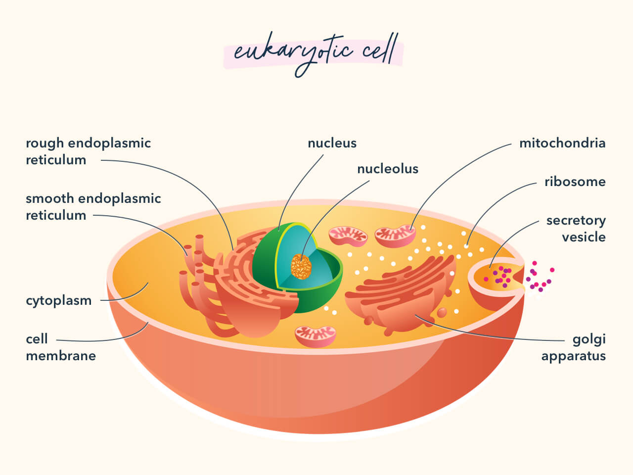 Diagram showing the components of a eukaryotic cell.