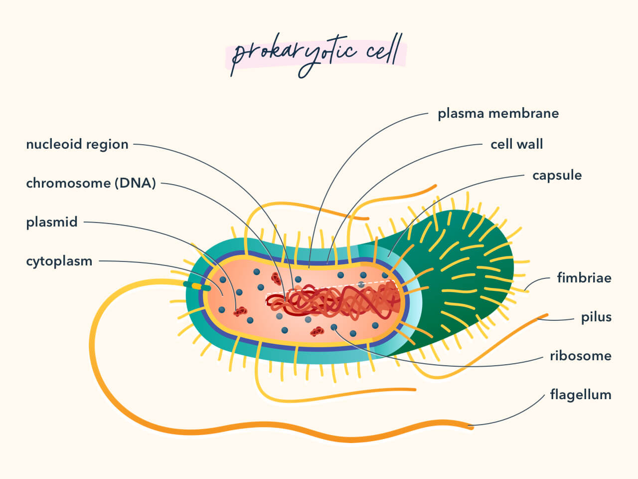 Diagram showing the components of a prokaryotic cell.