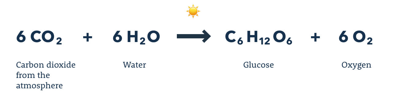 Diagram showing the molecular components of photosynthesis.