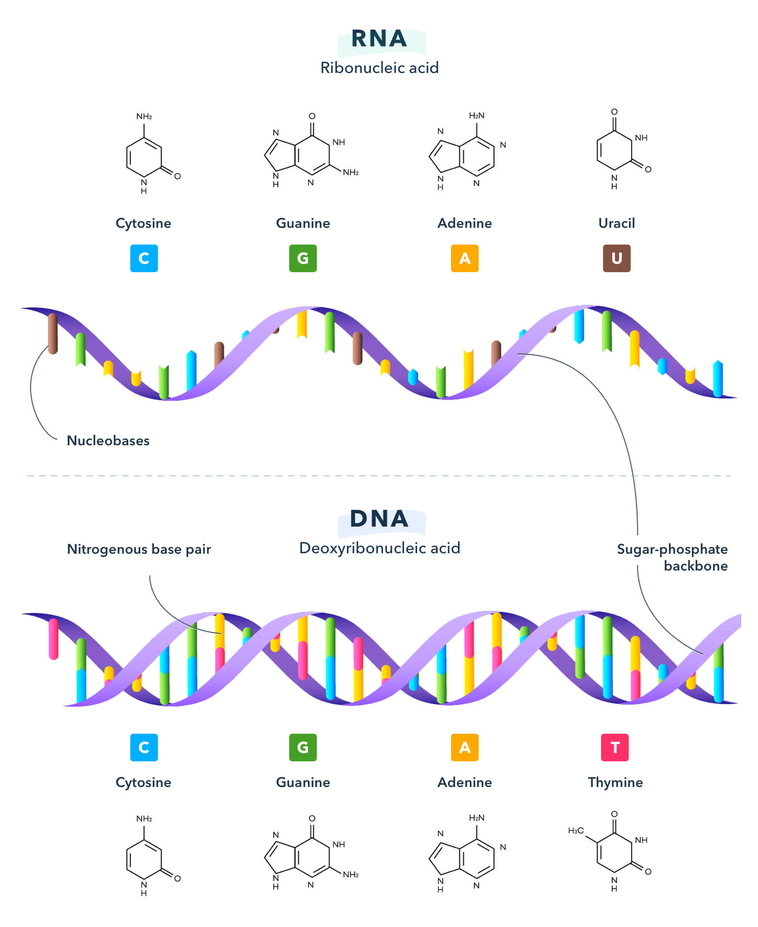 Diagram showing the components of RNA and DNA.