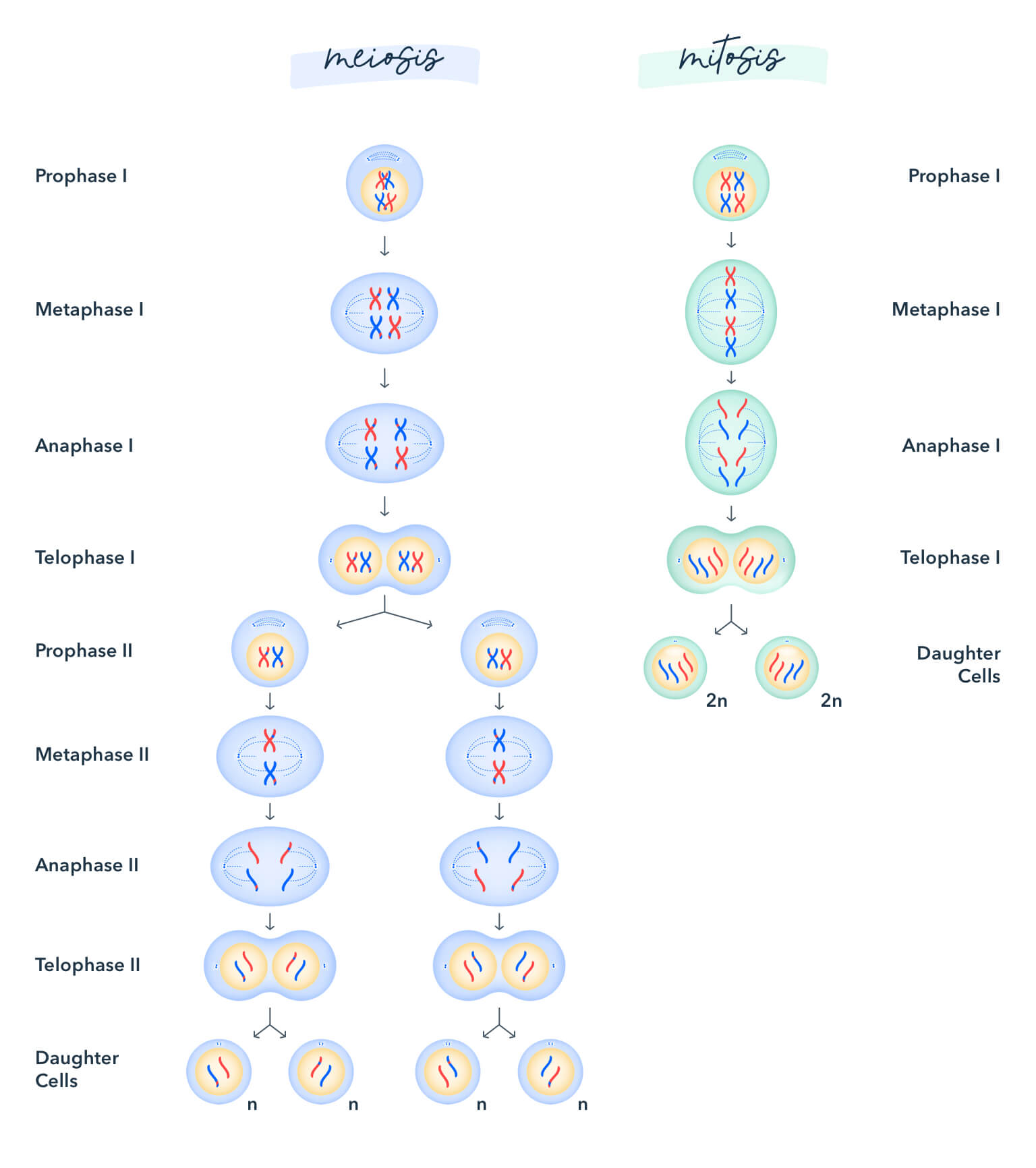 Diagram showing the different stages of meiosis and mitosis.