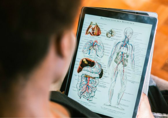 Person reviewing anatomy diagram on a tablet.