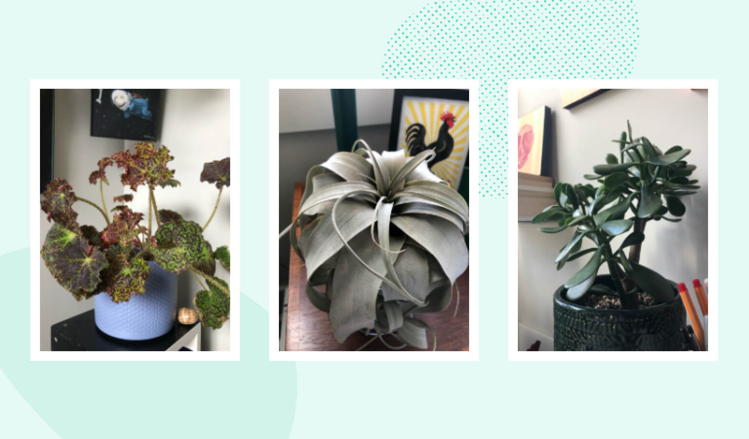 Three individual pictures featuring a rex begonia, air plant, and jade plant in a home office setting.