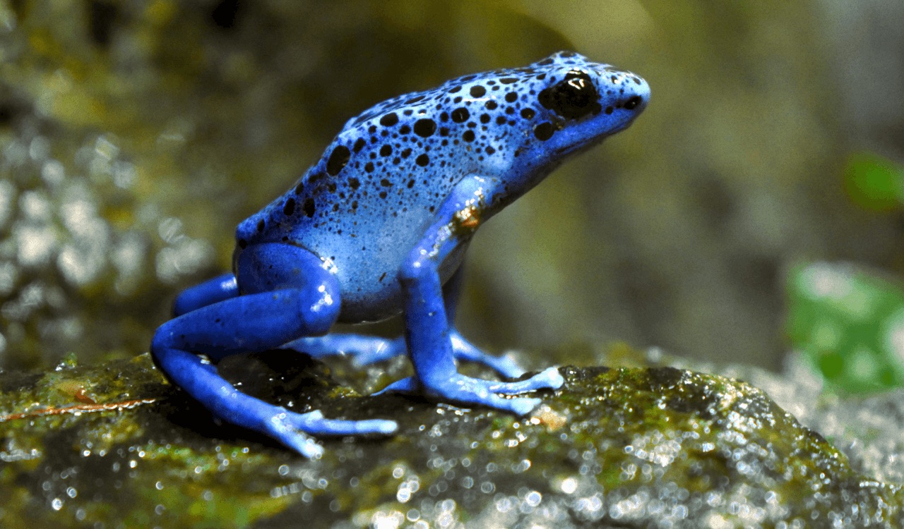 Blue poison dart frog sitting on a rock.