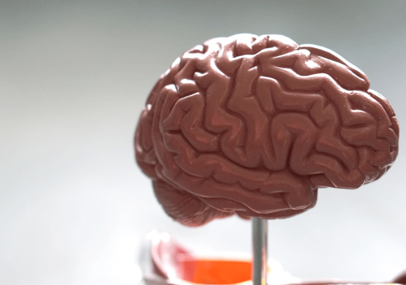 Side view of a model of a human brain on a desk.