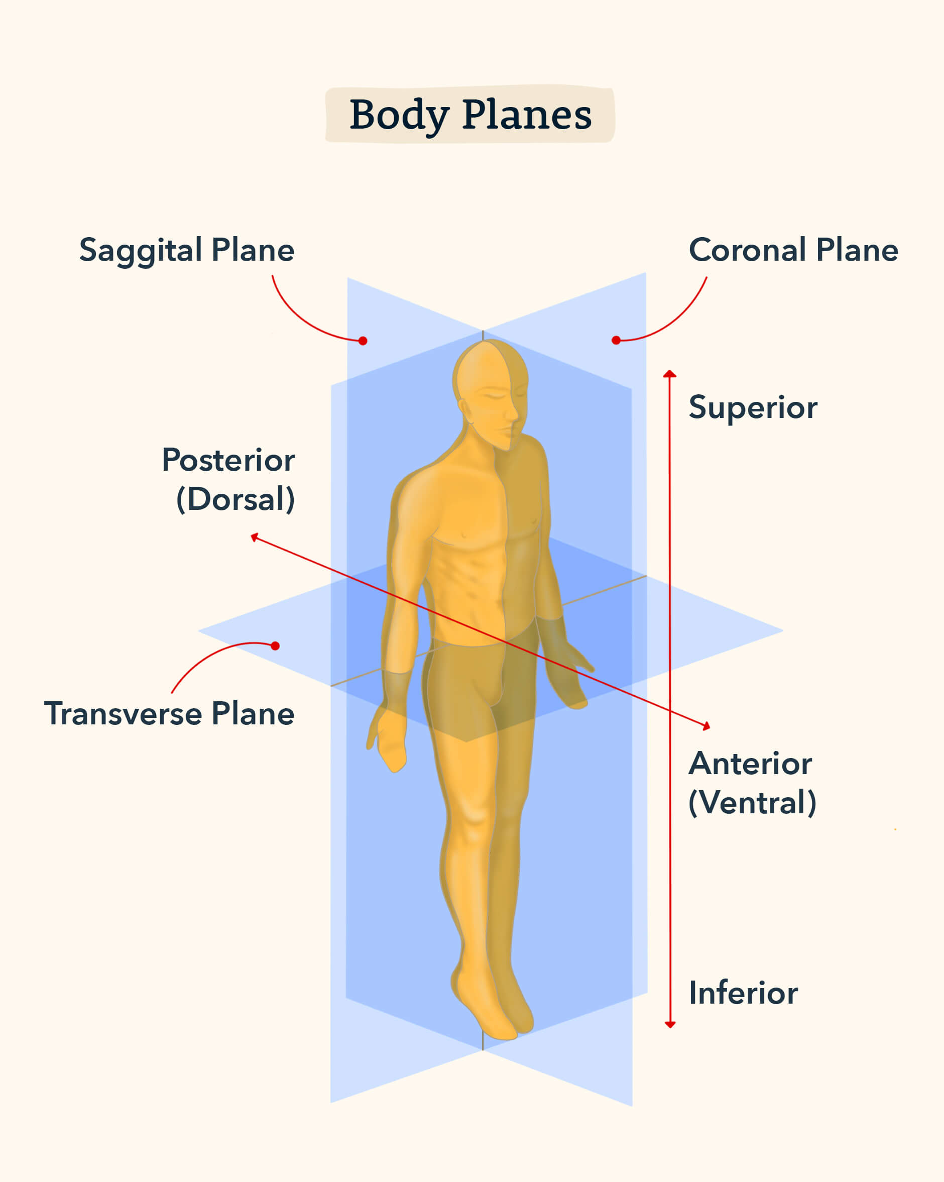 An illustration describes the imaginary planes in a human body.