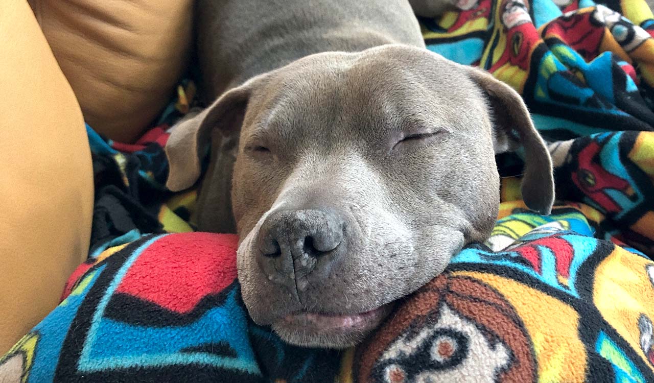 Grey pit bull dog sleeping on brightly colored blanket.