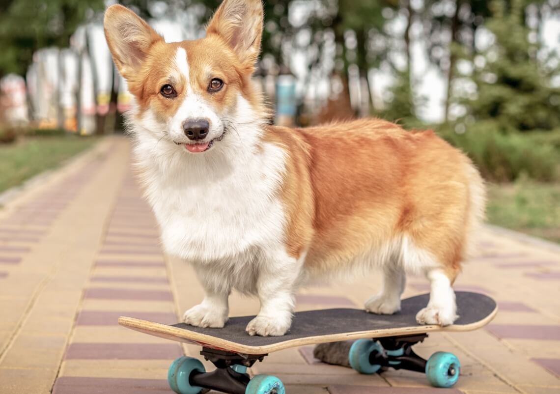 A corgi dog standing on top of a skateboard looking cute.