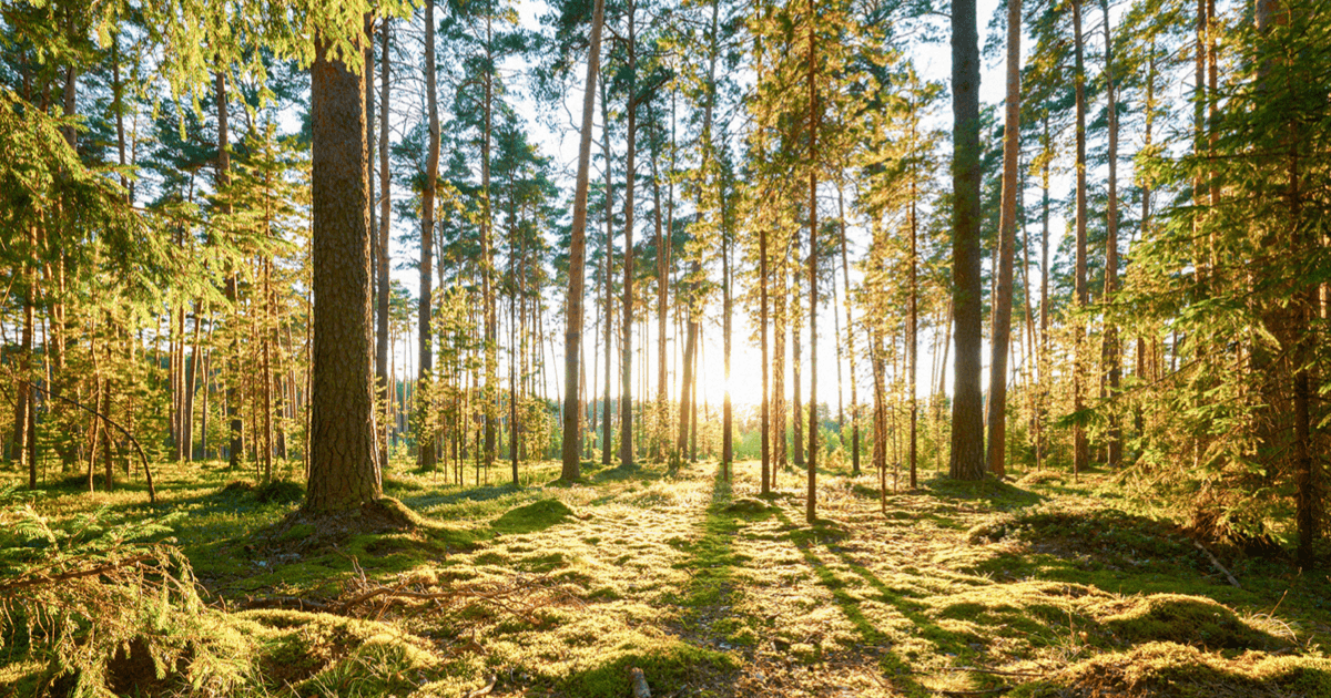 Beautiful image of a moss-covered forest floor as sunrise peaks through the trees.