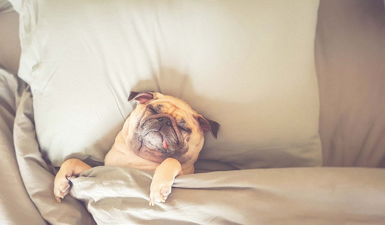 A pug sleeps happily in a human's bed with its paw over the sheet and its tongue hanging out.