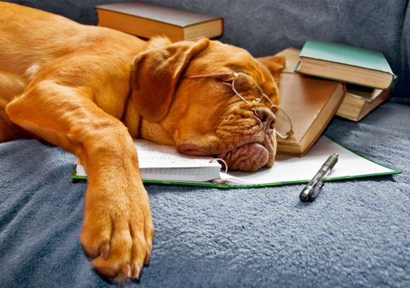 Large tan dog wearing glasses sleeping on a pile of books on a couch.